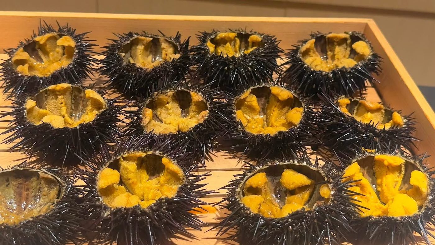 一盤殼付海膽